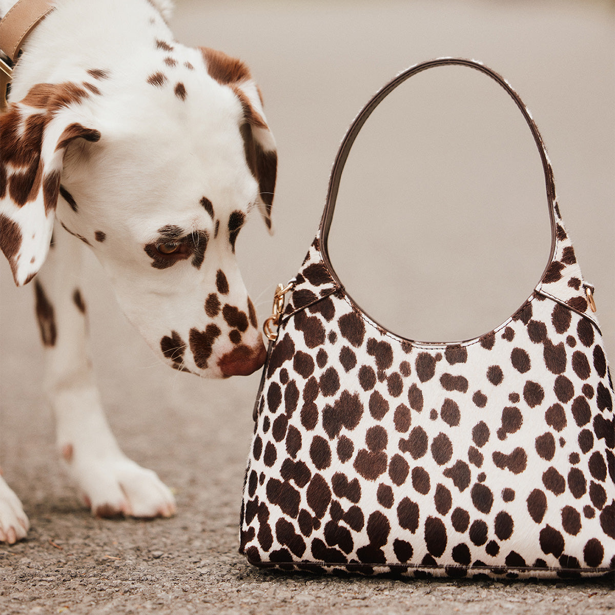 A Dalmatian dog licking a white shoulder bag with dark brown spots, photographed outdoors on a neutral gray ground.