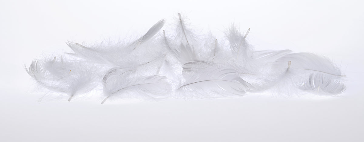 Plumes blanches sur fond blanc.