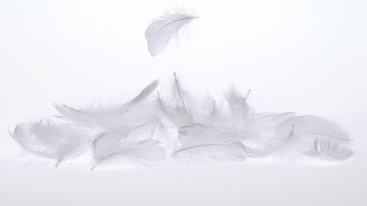 Plumes blanches sur fond blanc.